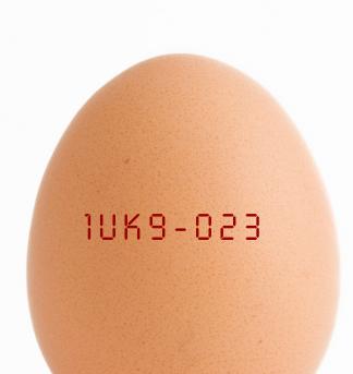 eggshadow