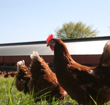 hen