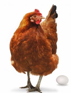 hen2